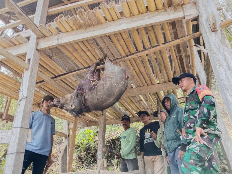 Berburu Babi Dusun Buakang