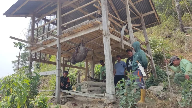 Berburu Babi Dusun Buakang