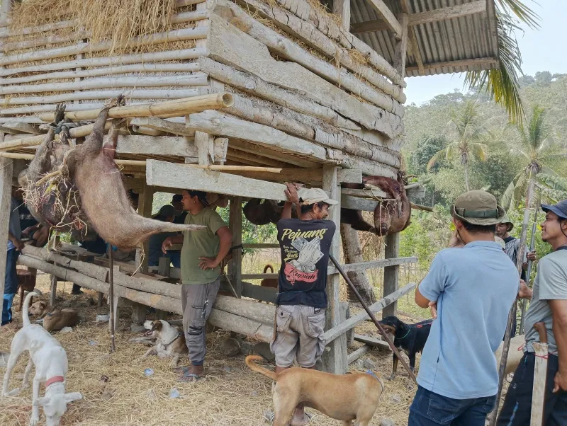 Berburu Babi Dusun Buakang