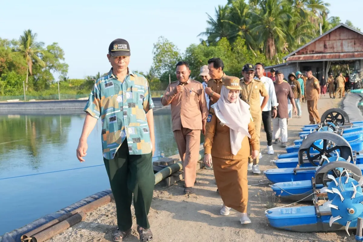 Peduli Ekonomi dan Pangan Lokal, Bupati Ratnawati Tinjau Tambak Udang Modern di Desa Panaikang 
